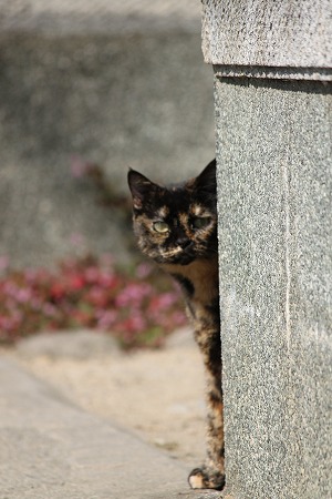 まるみえかにゃ
