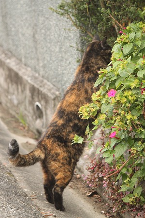 あさぱと だいじにゃ