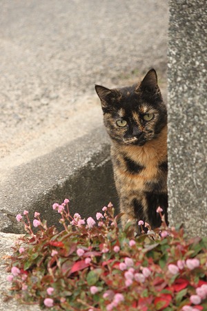 あさぱと だいじにゃ