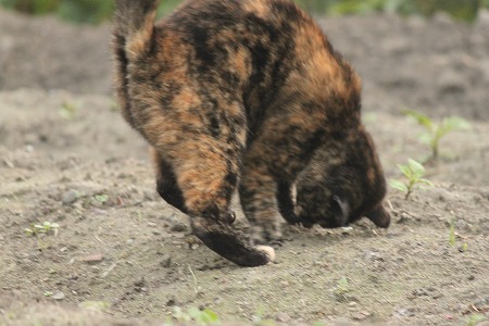 10がつの ぱしゃまつり