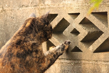 にゃんぽー にゃにかにゃ~