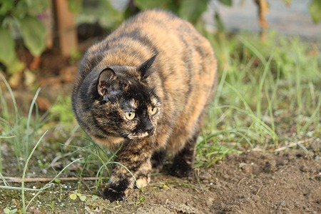 まだ あきにゃ