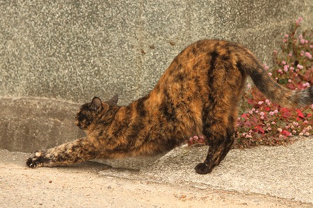 あめだかりゃ