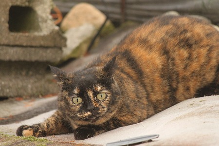 10がつの ぱしゃまつり
