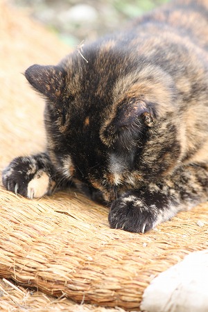10がつの ぱしゃまつり