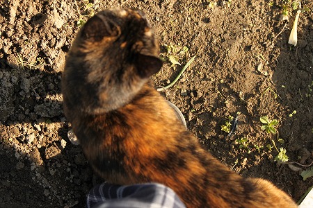 みんにゃで あさぱとにゃ