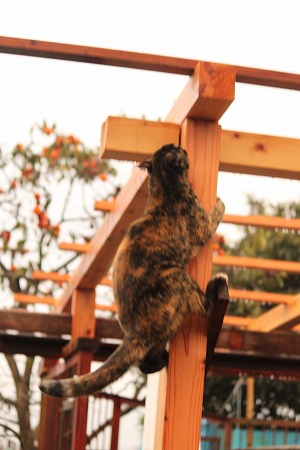 したかりゃ うえにゃ