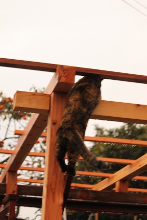 したかりゃ うえにゃ