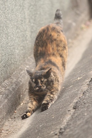 よりみちにゃし