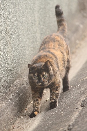 よりみちにゃし