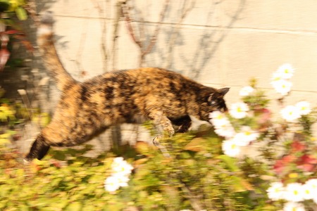 11がつの ぱしゃまつり