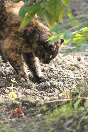 マメマメのいちにち