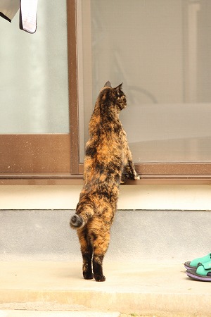 11がつの ぱしゃまつり