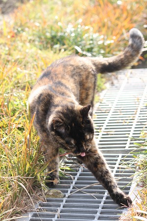 11がつの ぱしゃまつり