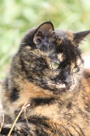 11がつの ぱしゃまつり