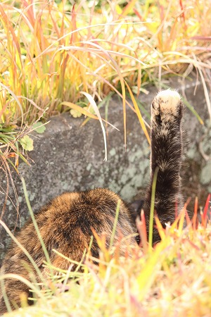 11がつの ぱしゃまつり