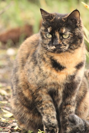 ほっくり ほっくり