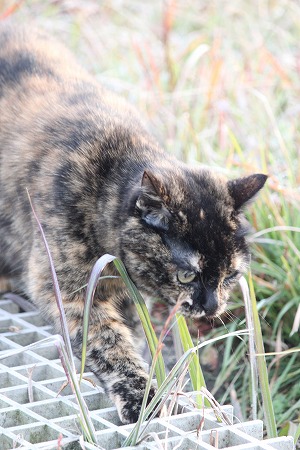 にゃんとにゃく にゃ