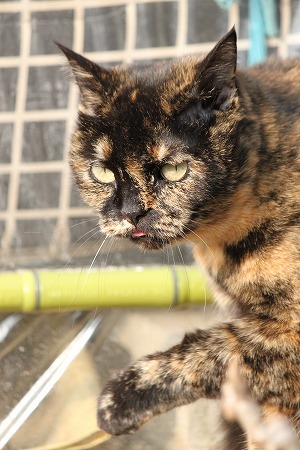 おかあちゃんの おはにゃし