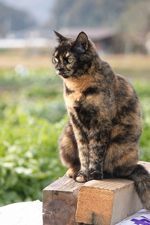 おかあちゃんの おはにゃし
