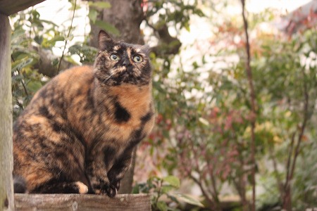 かいたくちゅーにゃ