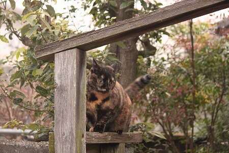 かいたくちゅーにゃ