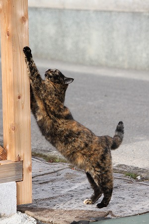 いちばんの おつかりぇさまは
