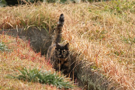 いちばんの おつかりぇさまは
