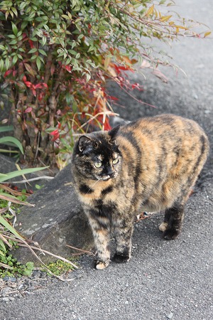 ねりゅこは、、、