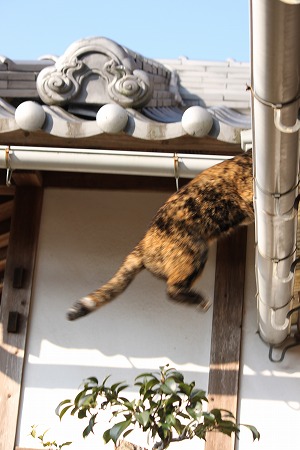 1がつ 1170ぱしゃ