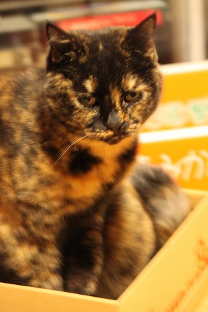 さむさむにゃひ