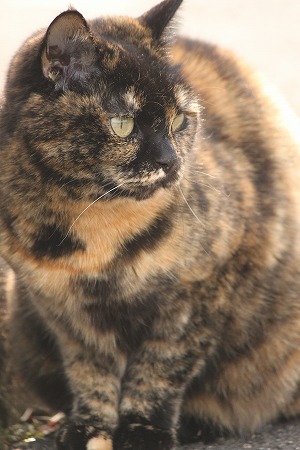 よっぱけてりゅにゃ