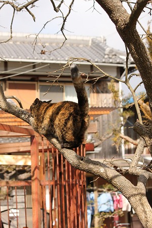 ことしはつにゃ