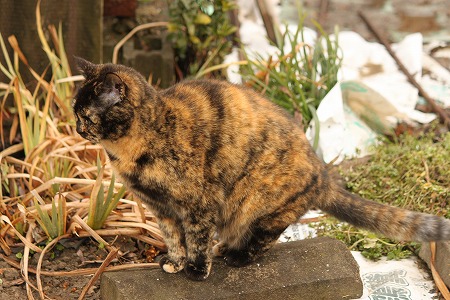 どろぱっく にゃにかにゃ?