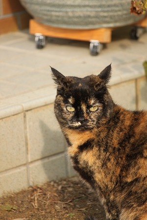 かぜに ちゅーいにゃ