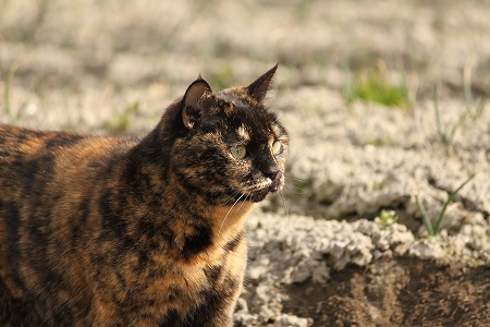 にゃにごとも かんがえてかりゃ
