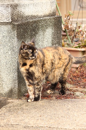 いーこにゃ マメマメ