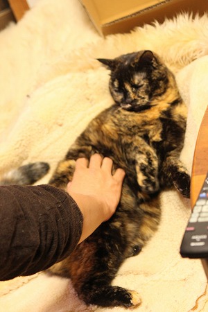 がぶー にゃ