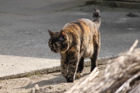 だりかにゃ~