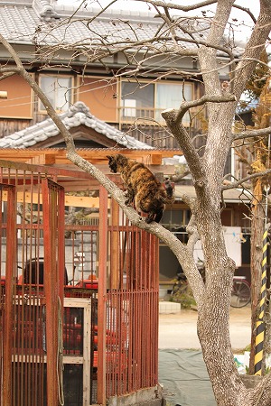 みつめあうにゃ