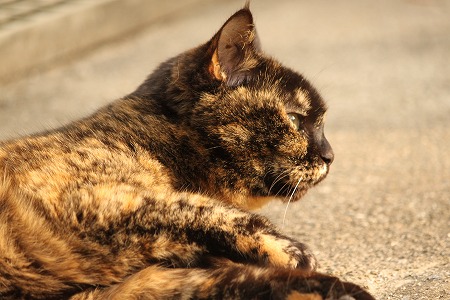 みんにゃ しってりゅにゃ