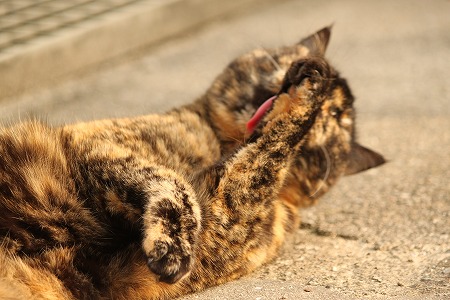 みんにゃ しってりゅにゃ