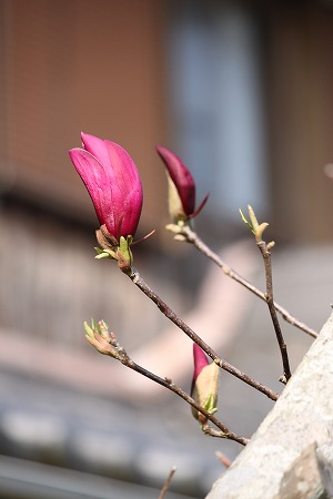 ありゃしのあとぱと