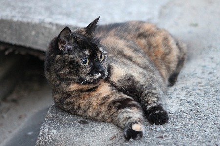 みてりゅにゃ!
