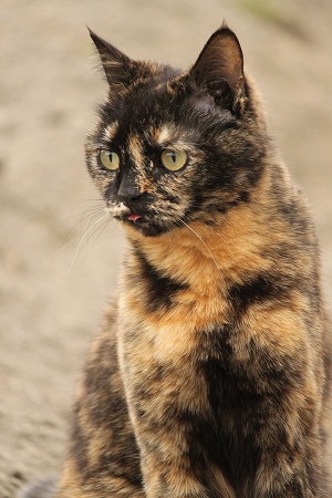 わかってにゃいにゃ~