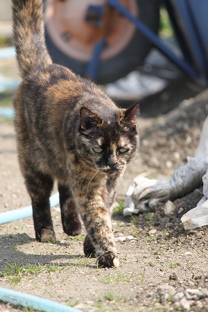 みにゃらい おかあちゃん