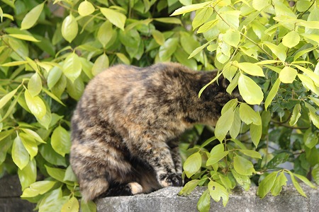 そーてーがいにゃ