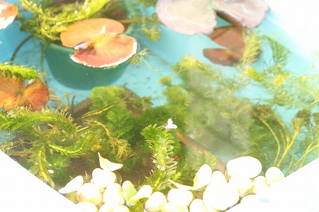 かりぇーにゃ まめまめ