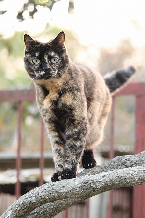かりぇーにゃ まめまめ