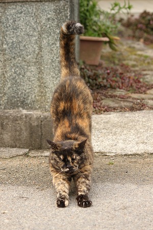 ねこのぽーずにゃ